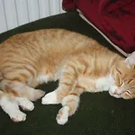 Bed & Breakfast Landlust Ischl 3*