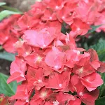 Landlust Ischl Bed & Breakfast Bad Ischl