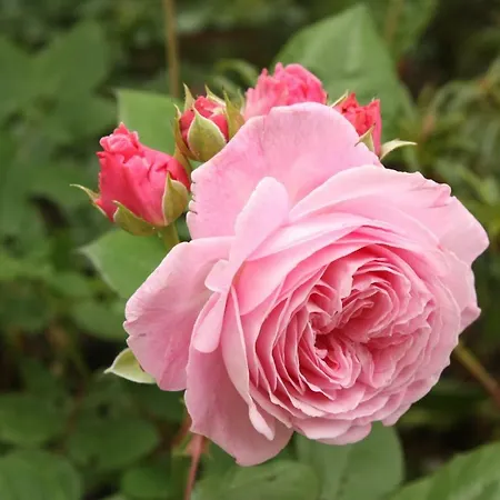 랜드러스트 이슐 B&B 3*