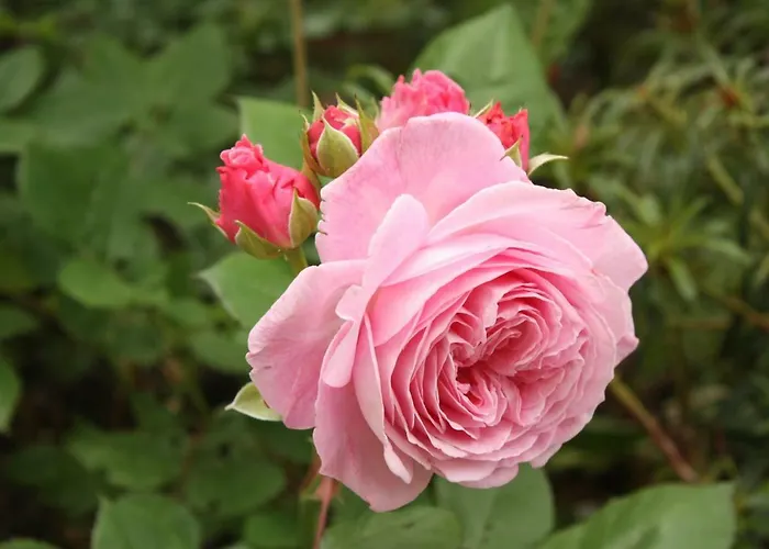 Landlust Ischl Oda ve Kahvaltı 3*