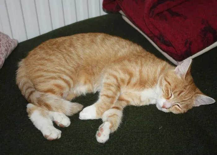 Oda ve Kahvaltı Landlust Ischl 3*