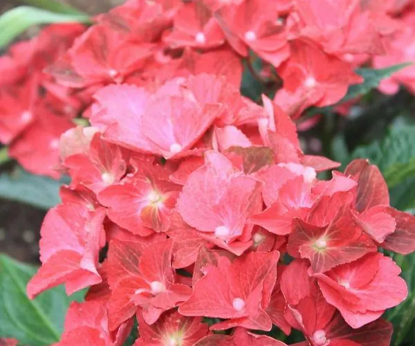 Landlust Ischl Bed & Breakfast Bad Ischl